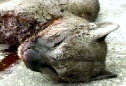 cougar