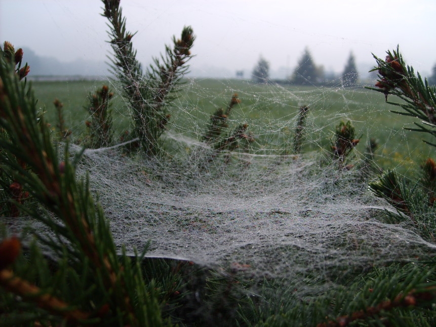 Pavoučí vlákna jako materiál budoucnosti